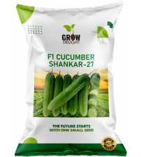 Cucumber / Kakri F1 Shankar-27 5 grams